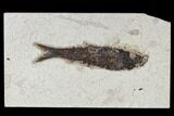 Fossil Fish (Knightia) - Green River Formation #113959-1